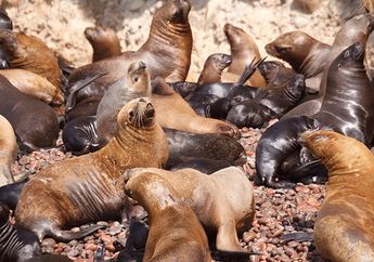Singa Laut Bisa Berenang Sejauh 274 Meter di Bawah Permukaan Air, lo!