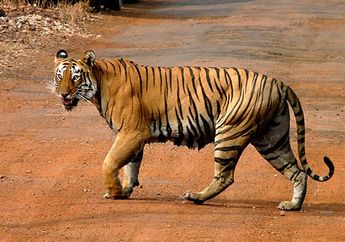 Mengapa Harimau Benggala Menjadi Hewan Nasional India? #AkuBacaAkuTahu