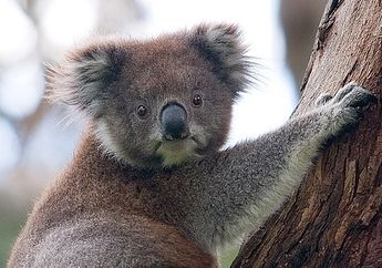Koala Punya Cara Minum Air yang Unik, Bukan Langsung Meminum Banyak Air, Bagaimana Cara Koala Minum?
