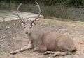 Menjadi Rusa Terbesar di Indonesia, Ini Dia Fakta Unik Rusa Sambar!