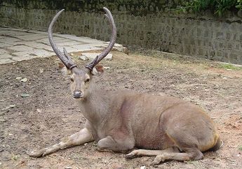 Menjadi Rusa Terbesar di Indonesia, Ini Dia Fakta Unik Rusa Sambar!