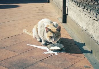 Jangan Lagi Berikan Susu Sapi pada Kucing Peliharaanmu, Ketahui Dampak yang Bisa Terjadi jika Kucing Minum Susu Sapi
