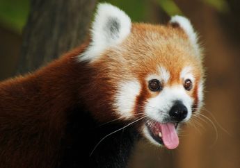 Panda Merah, Seperti Akrobat Lincah di Atas Pohon! Pernah Lihat Langsung?