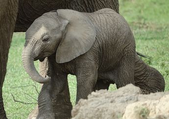 Seperti Anak-Anak yang Mengisap Ibu Jari, Bayi Gajah Juga Suka Mengisap Belalainya