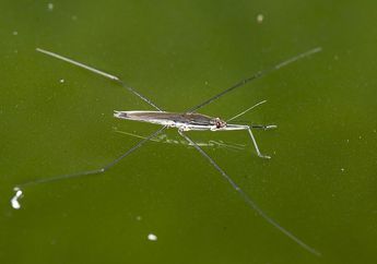 Bukan Laba-Laba Air, Hewan Ini Bernama Anggang-Anggang, Pernah Dengar?