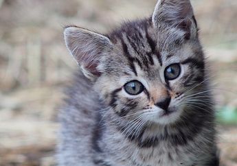 Kenapa Kucing Tidak Terluka Saat Jatuh dari Ketinggian? Yuk, Cari Tahu