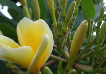 Kamboja Kuning yang Banyak di Pemakaman Bukan Berasal dari Kamboja