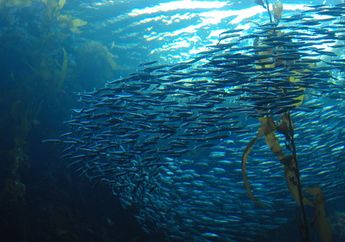 Pernah Lihat Gerombolan Ikan yang Kompak? Ini Rahasia di Baliknya