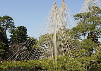 Unik! Tradisi Yukitsuri Ini Menjaga Pohon saat Musim Dingin di Jepang