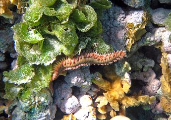 Bukan di Darat, Ulat Bulu Ini Hidup di dalam Laut, Pernah Lihat?