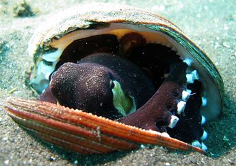 Gurita Kelapa Punya Kebiasaan Unik Tinggal di Tempurung Kelapa