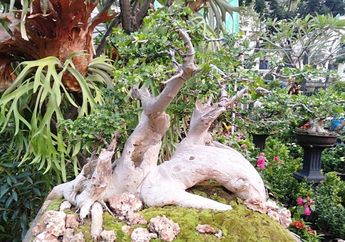 Seni Bonsai Berawal dari Kebiasaan Tabib Bertukar Tanaman Obat