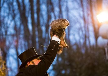 Setiap Februari, Marmot Groundhog Bertugas Meramal Cuaca di Amerika