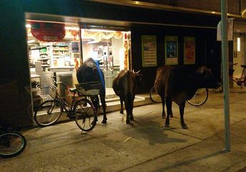 Gawat, Kawanan Sapi Liar Masuk ke Sebuah Supermarket di Hongkong