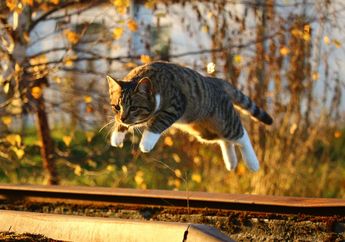 Mitos Mengatakan Kucing Punya 9 Nyawa, Apakah Mitos Ini Benar? #AkuBacaAkuTahu