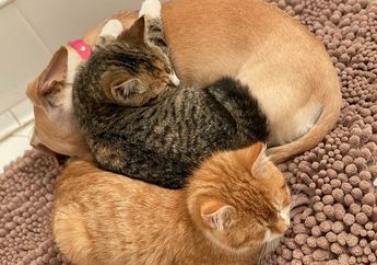 BERITA POPULER: Anjing yang Mengasuh Kucing Pemalu dan Takut Manusia Hingga Cara Membuat Teks Bergerak di Instagram Stories