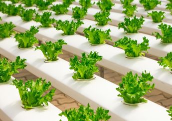 Bagaimana Cara Memulai Membuat Kebun Hidroponik Sendiri di Rumah? Ketahui Hal yang Kita Butuhkan, yuk!