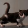 Berikut ini Tips Menghilangkan Bulu Kucing yang Menempel di - kucing
hilang bulu bertompok2