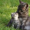 Bagaimana Kucing Berkembang Biak Dan Ciri Ciri Kucing Tema 1 Kelas 3 Sd Semua Halaman Kids