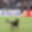 Kocak! Para Pemain Ini Kabur ketika ada Anjing Masuk Lapangan Bola