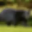 Bukan Pencuri, Sebuah Rumah Diterobos oleh Beruang Hitam, Lihat Video Apa yang Dilakukannya!