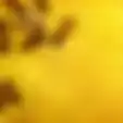 Lebah Bersarang di Dinding Rumah, Postingan Ini Jadi Viral di Facebook