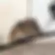 Tak Perlu Pakai Lem atau Racun Tikus yang Berbahaya, Cukup Hindari 6 Hal Ini Biar Tak Undang Tikus Masuk ke Rumah