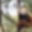 Pertama Kali di Indonesia, Red Panda di Taman Safari Melahirkan