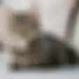 Menggemaskan Lihat Videonya, Inilah Tingkah Kucing Saat Berguling di Atas Karpet
