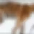 Datangi Rumah Warga Diduga Mau Minta Tolong karena Sakit Gigi, Nasib Harimau Siberia Ini Berakhir Tragis