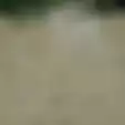 Muncul Secara Misterius, Viral Video Ribuan Hewan Aneh Berwarna Hitam dan Panjang di Sungai Kalimantan Barat