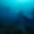 Tak Menyangka Temui Pemandangan Menakjubkan, Dua Penyelam Ini Berhasil Rekam Video Kuda Laut Tengah Melahirkan!