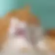 Warganet Dibuat Bingung, Bagaimana Cara Kucing Tersangkut di Lampu Sebuah Rumah, Ini Videonya!