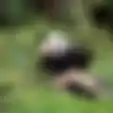 Menggemaskan, Panda Albino Pertama di Dunia Tertangkap Kamera, Inilah Videonya