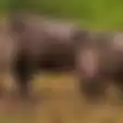Kondisinya Sekarat dan Memprihatinkan, Begini Video Badak Setelah Culanya Dirampas oleh Pemburu Liar