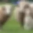 Video Anak Domba 'Tersesat' di dalam Rumah, Pergerakannya Menggemaskan!