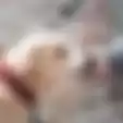 Anjing Terkurung dan Terjepit di Antara Pilar Beton, Ini Video Kisah Malangnya!