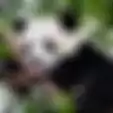 Jarang Tahu, Susu Dingin Mujarab Hilangkan Mata Panda        