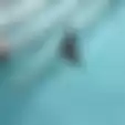 Tingkah Rakun Ini Tak Biasa Namun Bikin Gemas Warganet, Lihat Videonya Berenang Bersama Anjing!