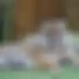 Video Penggerebekan Harimau yang Tengah Bersembunyi di Kolong Ruko dan Mangsa Ayam Milik Warga