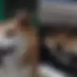 Terjebak dalam Bemper Setelah Ditabrak Mobil, Begini Nasib Anjing Malang Setelah Pelaku Tak Segera Menyadarinya
