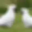 Berkumpul dengan Anjing-anjing Lainnya, Burung Ini Ikut-ikutan Menggonggong Layaknya Anjing