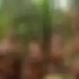 Suku Kanibal Terakhir Di Dunia Hidup Damai Di Papua, Ternyata Nggak Mengerikan Kayak di Film Lho
