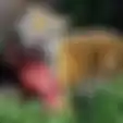 Makan 6 Kg Daging Masih Kurang Kenyang, Harimau Benggala Ini Minta Mie Instan yang Dimakan Sholeh
