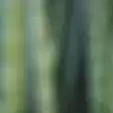 Cium Bau Busuk, Warga Kaget Temukan Tubuh Gadis Muda Tewas Tertusuk Bambu, Korban Sempat Dikabarkan Hilang