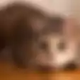 Teganya! Video di TikTok, Pria Ngasih Makan Ular Pake Kucing Hidup