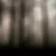 Enak Tidur Malam Pria Ini Malah Alami Mimpi Tersesat di Hutan Sendirian, Esoknya Malah Dikhianati Teman Dekat, Beginia Arti Mimpi Tersesat Dihutan Lainnya Menurut Primbon Jawa