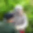 Siang Bolong Asyik Bercumbu di Tengah Kebun Teh, Sejoli Ini Kini Diburu Polisi Usai Aksinya yang Terekam Kamera CCTV Gemparkan Jagad Maya