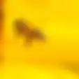 Berawal dari Mimpi Disengat Lebah, Pria ini Langsung Dapat Pujian, Berikut Arti Mimpi Disengat Lebah Menurut Primbon Jawa, Banyak Pertanda Baik Loh!