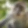 Kecanduan Miras dan Kanibal, Monyet Ini Harus Habiskan Seumur Hidupnya di Penjara Usai Celakai 250 Warga hingga Ada yang Tewas